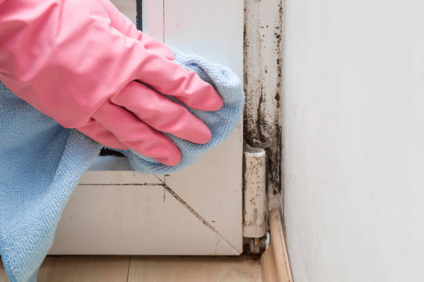 Best Mold Removal for HVAC Installations  in Cloverdale, VA